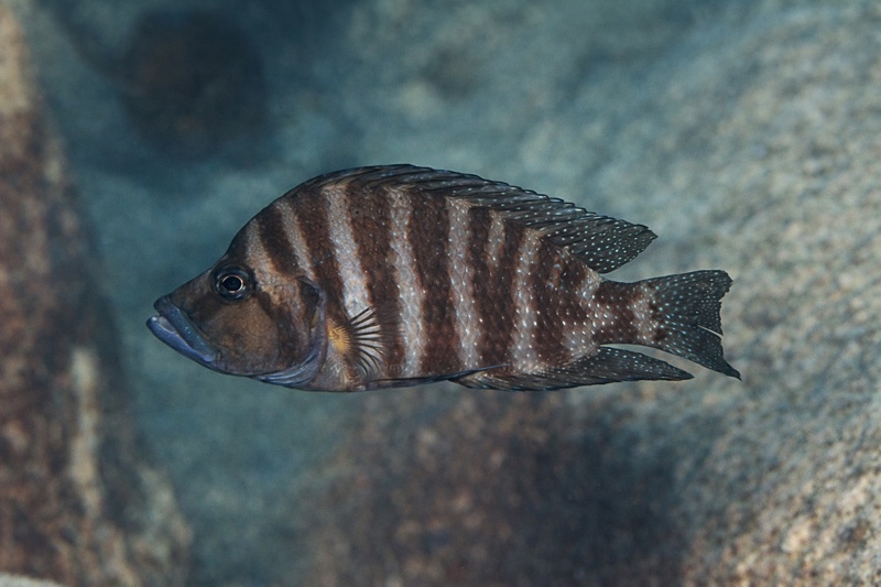 Altolamprologus compressiceps 'Ulwile Island'